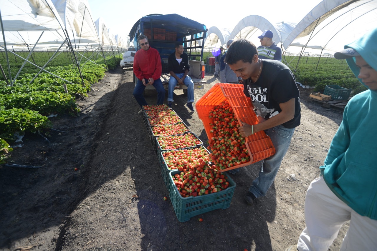 La historia de cómo Irapuato se convirtió en la Capital Mundial de las Fresas…